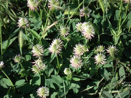   (Trifolium hybridum) 