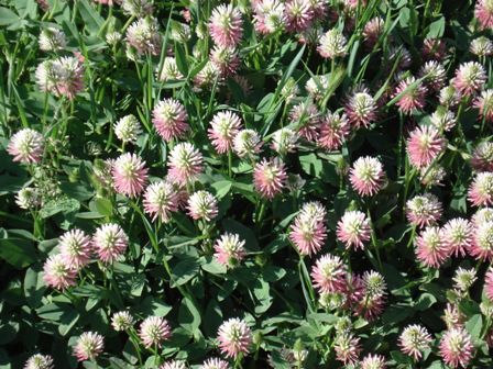   (Trifolium hybridum) 