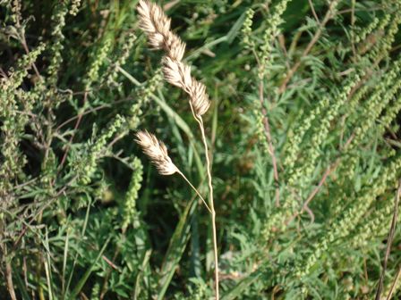   (Dactylis glomerata) 