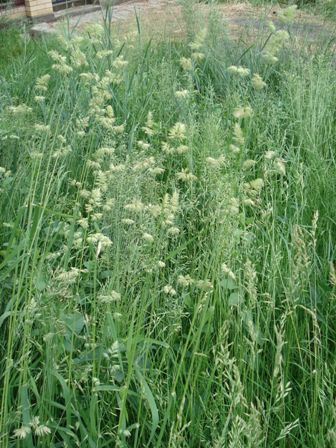   (Dactylis glomerata) 