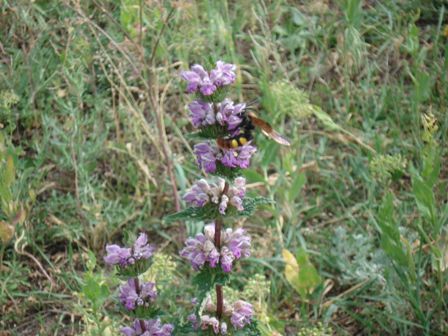   (Phlomis tuberosa) 