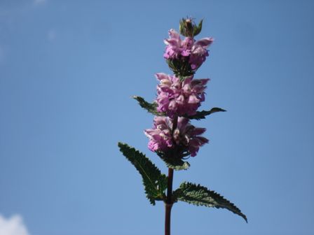   (Phlomis tuberosa) 