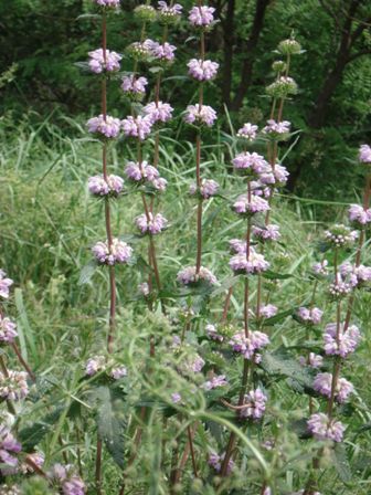   (Phlomis tuberosa) 