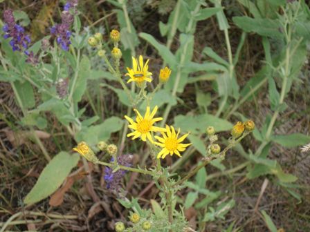   (Senecio jacobaea) 