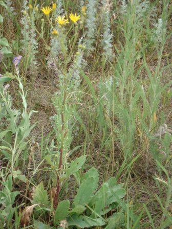   (Senecio jacobaea) 