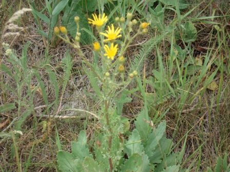   (Senecio jacobaea) 