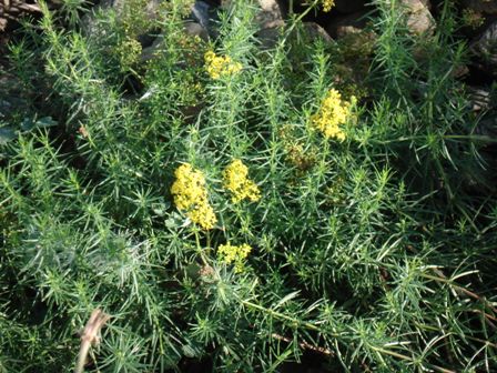   (Galium verum) 