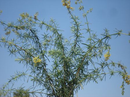   (Galium verum) 