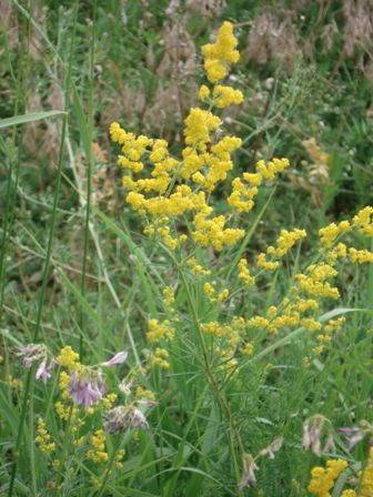   (Galium verum) 