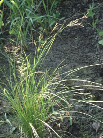   (Juncus compressus) 