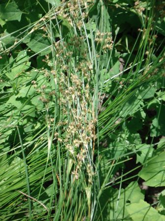   (Juncus compressus) 