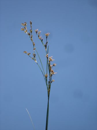   (Juncus compressus) 