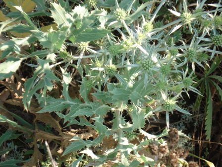   (Eryngium campestre),    