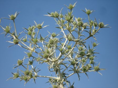   (Eryngium campestre),    