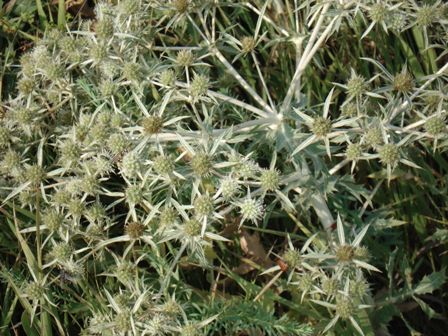   (Eryngium campestre),    