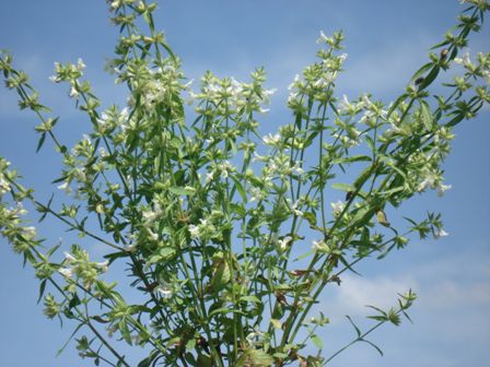   (Stachys annua)  