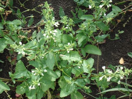   (Stachys annua)  