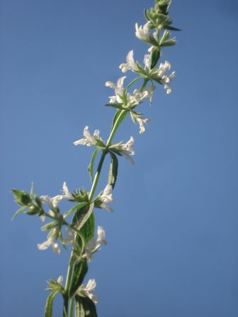   (Stachys annua)  