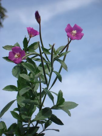   (Epilobium hirsutum)  