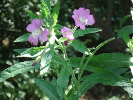   (Epilobium hirsutum)  