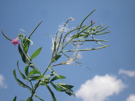   (Epilobium hirsutum)  