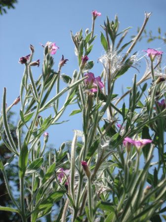   (Epilobium hirsutum)  