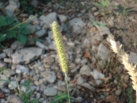   (Setaria glauca),    