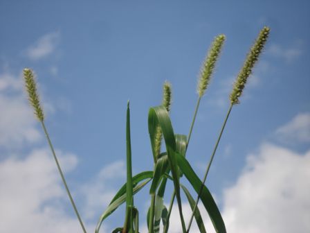   (Setaria glauca),    
