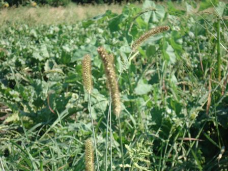   (Setaria glauca),    