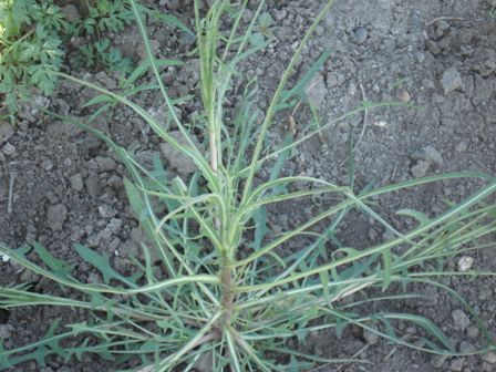   (Lactuca saligna)  