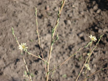   (Lactuca saligna)  