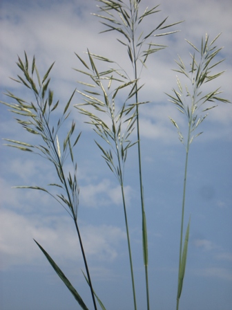   (Bromus inermis) 