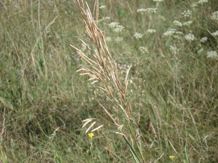   (Bromus inermis) 