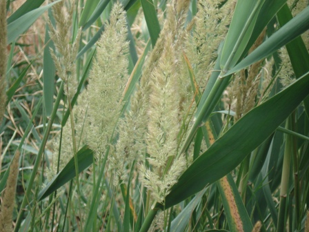   (calamagrostis glomerata) 