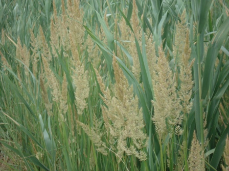   (calamagrostis glomerata) 