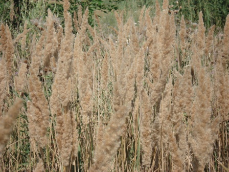   (calamagrostis glomerata) 