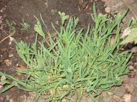 Ƹ  (Sclerochloa dura),  . 