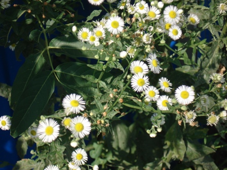  ,  (Erigeron) 