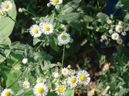  ,  (Erigeron) 