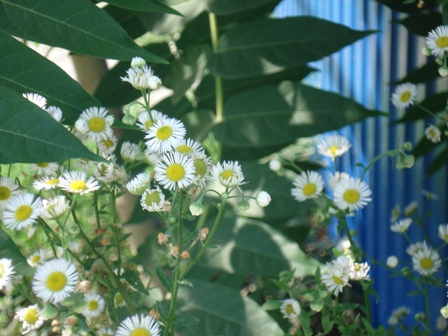  ,  (Erigeron) 