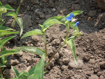   (Commelina communis),  ,  