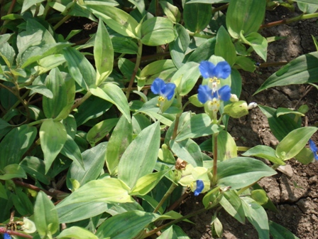   (Commelina communis),  ,  