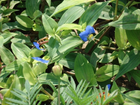   (Commelina communis),  ,  