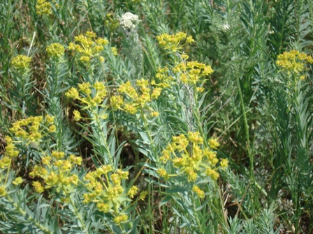   (Euphorbia cyparissias),   