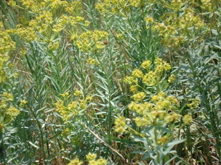   (Euphorbia cyparissias),   