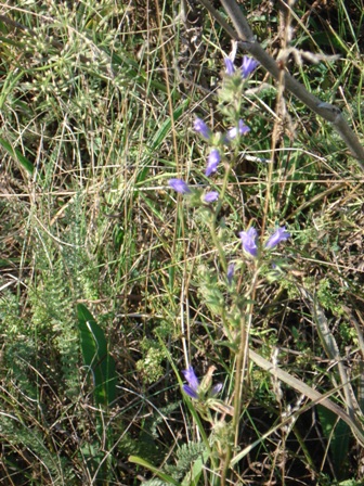  ,   (Campanula glomerata). 