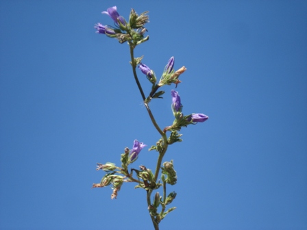  ,   (Campanula glomerata). 