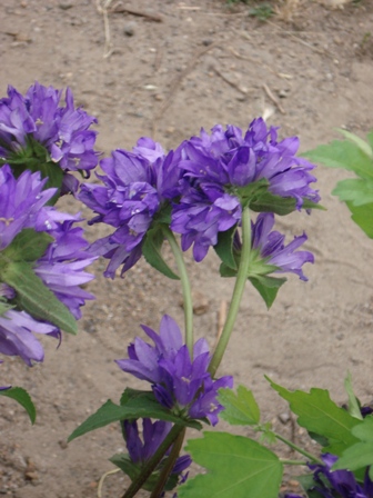  ,   (Campanula glomerata). 