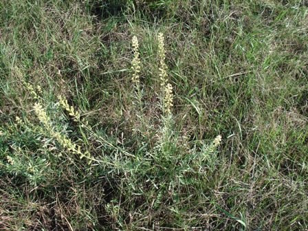   (Reseda lutea). 