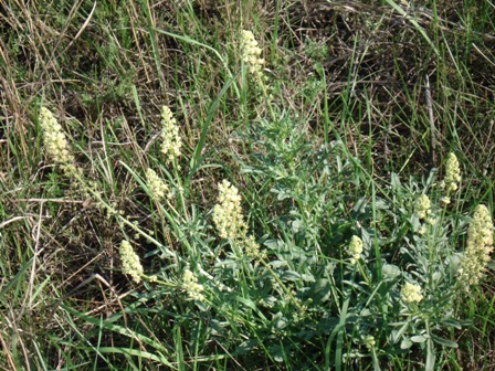   (Reseda lutea). 